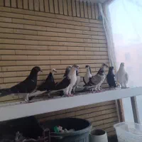 کفتر