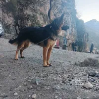 ژرمن شولاین اصیل