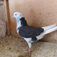 کبوتر
