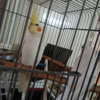 عروس پاریس هلندی