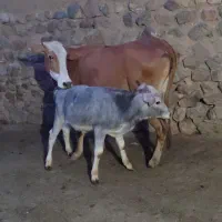 گاو وگوساله