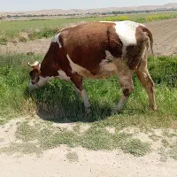 نوبر چاق شیره دار