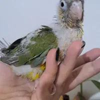جوجه گرینچک