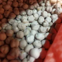 نخود ریز ایرانی