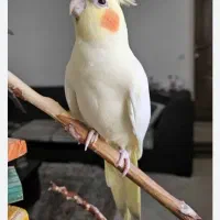 عروس هلندی گمشده