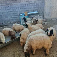 2راس گوسفند داشتی/یک راس میش و بره/9راس بره