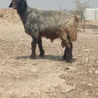 حیوانات مزرعه