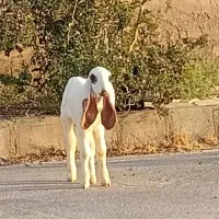 بر ه نر