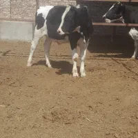 گوساله