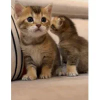 گربه بیریتیش بنگال