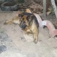 سگ ژرمن شپرد نژاد شولاین