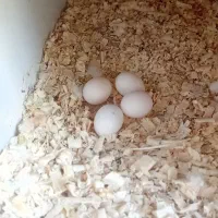 عروس هلندی کارداده باتخم