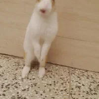 خر‌گوش