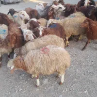 ارسال  بره بت وانت زنده
