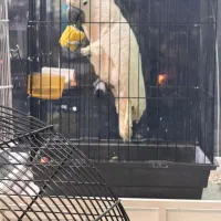 ملوکان کاکادو