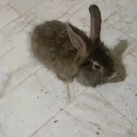 خرگوش