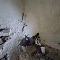 جوجه کفتر تازه دونخور بوم ندیده