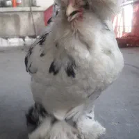 مرغ سلطان