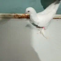 کبوتر