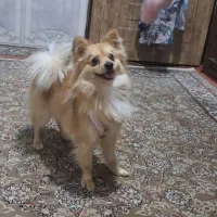 سگ پامرانین نر