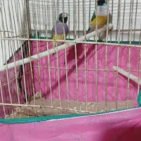 فنچ گلدین