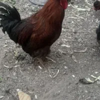 خروس