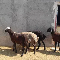 بره نر پای پروار