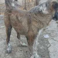 سگ توله لاس