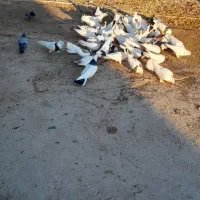 کبوتر