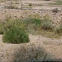 زمین کشاورزی،ملک انجیری