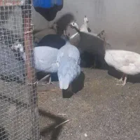 فروش مرغ شاخدار تخم گذار