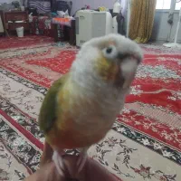 طوطی گرینچیک اناناسی سینه قرمز