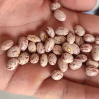 لوبیا چیتی درجه یک خمین