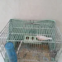 قناری ماده مزایکی