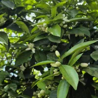 ۵۰۰ کیلو عسل مرکبات بهار نارنج صددرصد طبیعی
