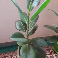 ۴ عدد گل|گل و گیاه طبیعی|اردبیل, |دیوار