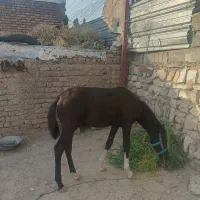اسب 6 ماهه