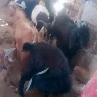 25تا کهره یک دست