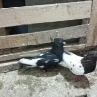 جفت سینه سیاه سینه مشکی