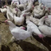 مرغ سفید ومحلی خورموج