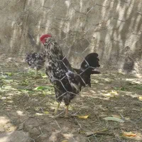 خروس گلین