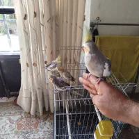۵تا عروس هلندی نیمه اهلی