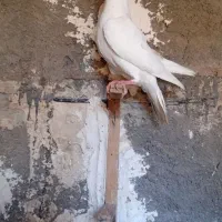 کبوتر