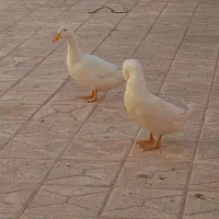 اردک|حیوانات مزرعه|خوی, |دیوار