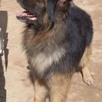 سگ ژرمن شیلان نر