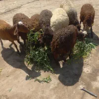 بره|حیوانات مزرعه|الیگودرز, |دیوار
