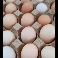 تخم مرغ محلی تازه و ارگانیک هر روزه