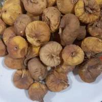 انجیر
