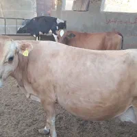 گاو جرزی آبستن و زاییده یزد بلوار استقلال شرایطی