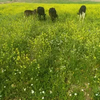 تور گردشگری